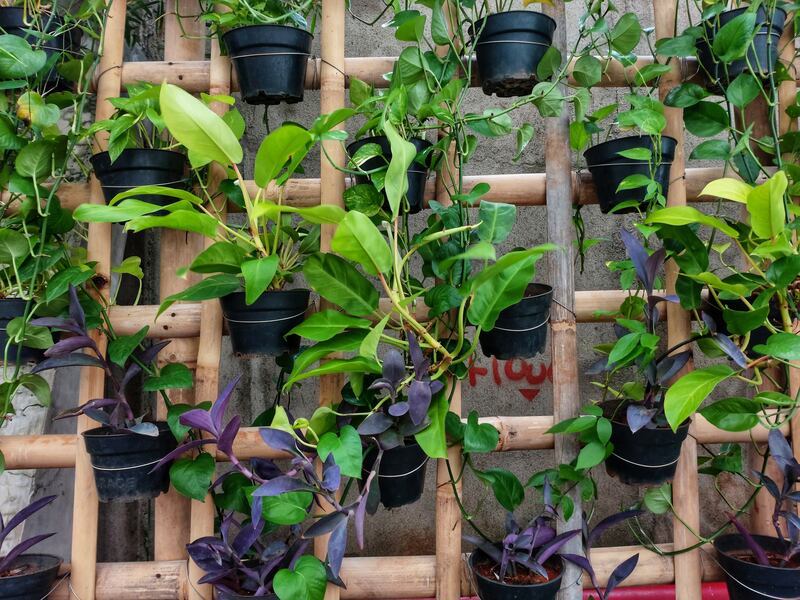 Eleva tu terraza con un jardín vertical, el cual hará de ese rincón un lugar más verde y acogedor