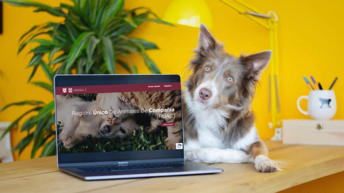 RUAC mascotas