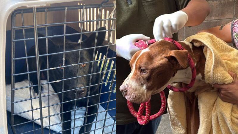 Rescatan perritos abandonados en Toluca y Coacalco