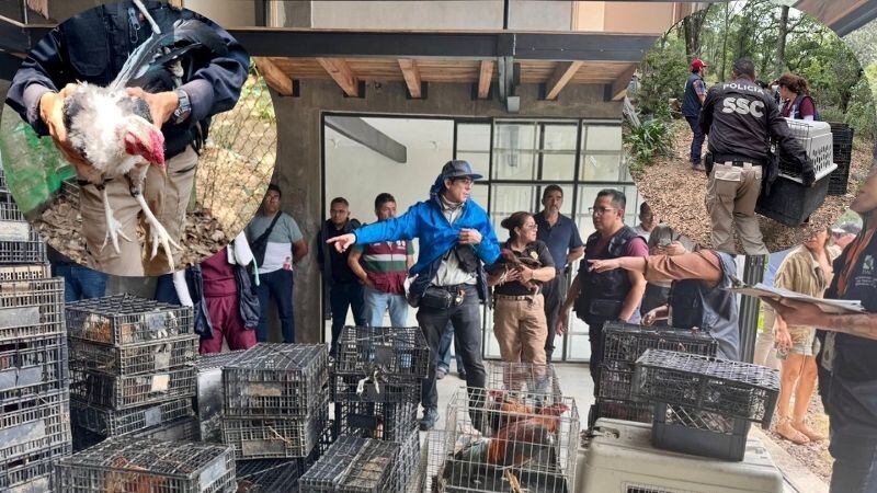 Rescatan aves, perros y gato en Barranca Atzoyapan en alcaldía Álvaro Obregón