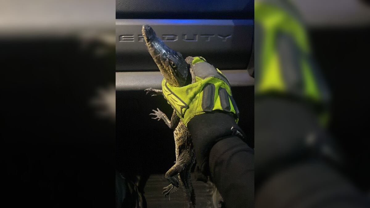 El hallazgo del reptil en la misma calle y colonia de Monterrey levanta sospechas.