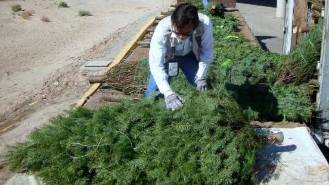 La Profepa revisó 716 mil 718 árboles de Navidad para evitar riesgos fitosanitarios