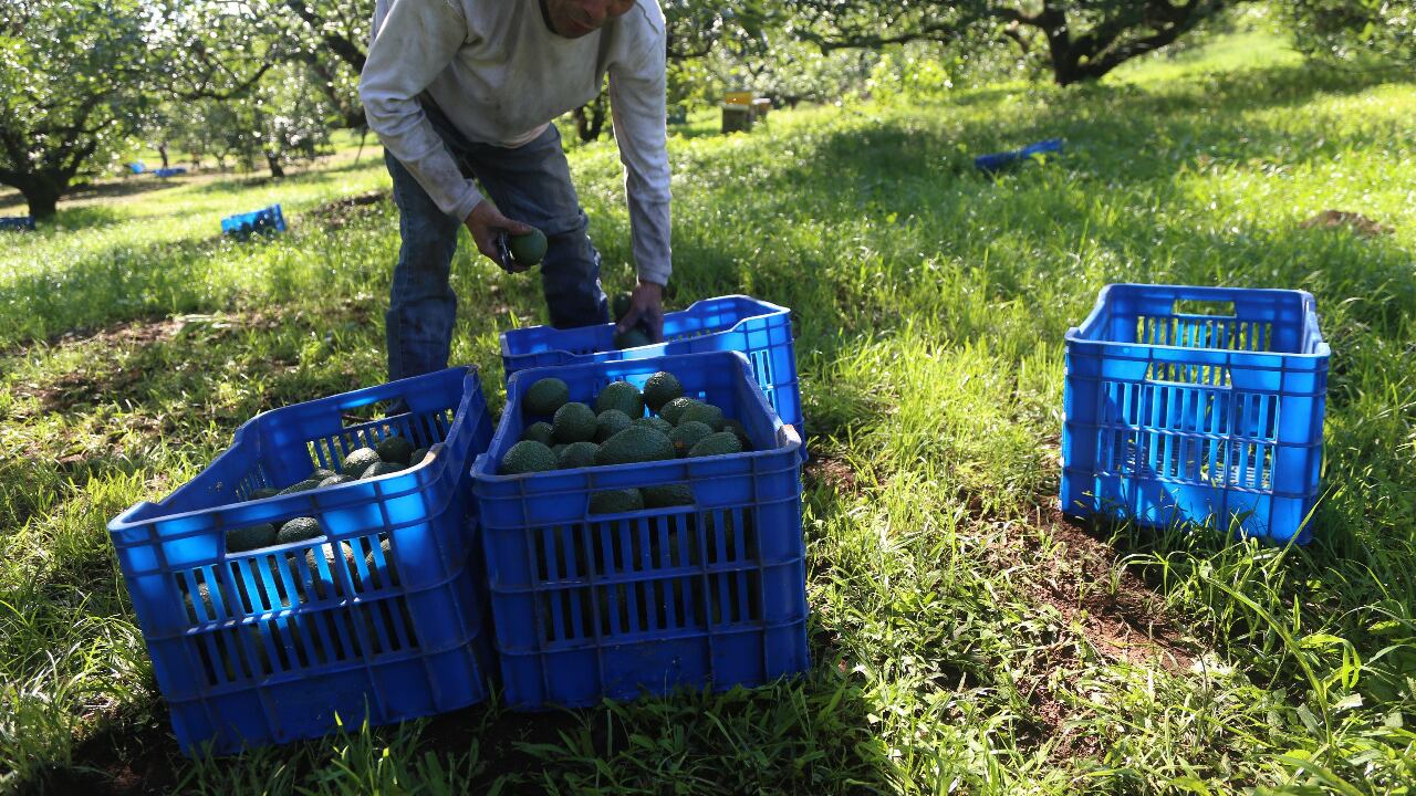 Hasta 50 pesos sube el precio de las frutas como el aguacate, por culpa de las extorsiones que la delincuencia cobra a productores, distribuidores y comerciantes del país.