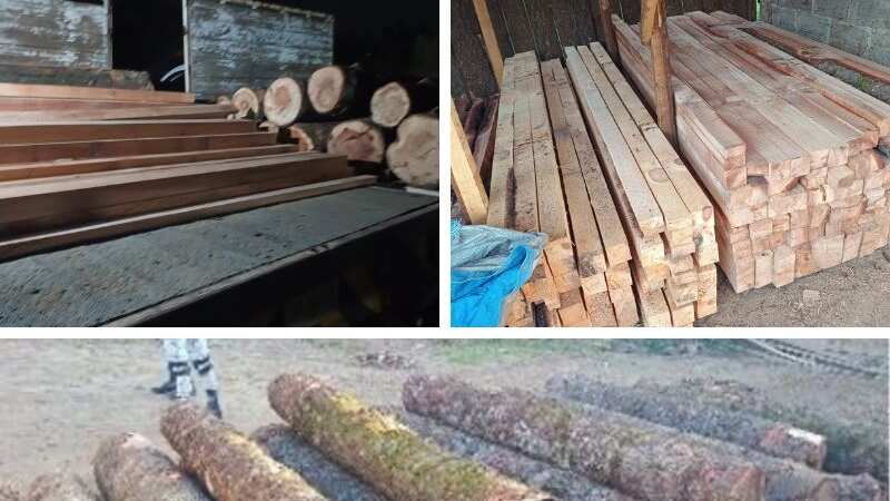 Desmantelan aserradero clandestino en Santo Tomás Ajusco, Tlalpan