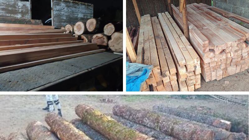 Desmantelan aserradero clandestino en Santo Tomás Ajusco, Tlalpan