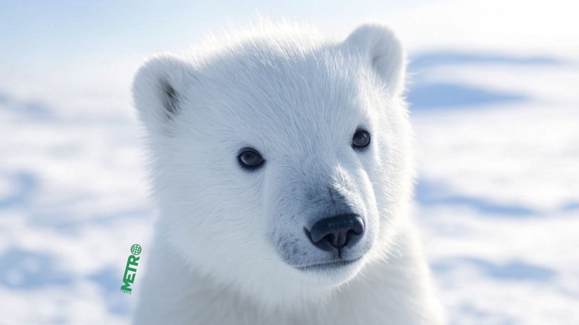 27 de febrero: Día Internacional del Oso Polar, especie al borde de la extinción