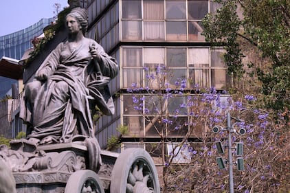 Comienzan a florecer las jacarandas de la Ciudad de México