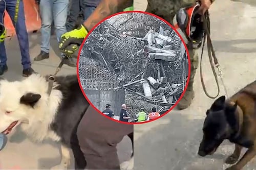 Binomios caninos entran en acción tras colapso de edificio en San Antonio Abad; buscan personas atrapadas