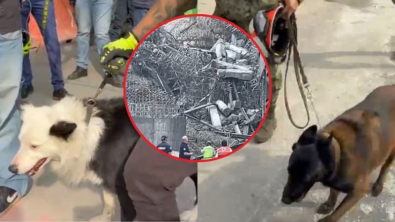 Binomios caninos entran en acción tras colapso de edificio en San Antonio Abad; buscan personas atrapadas