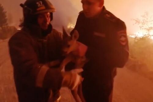 Equipo de emergencia rescata a  ciervo de  incendio forestal en Rusia