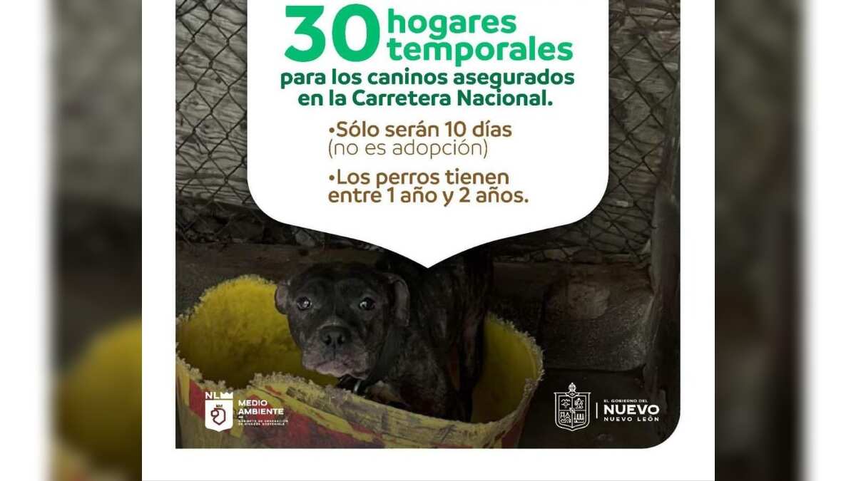 Los animalitos se encontraban enfermos y en estado de desnutrición.