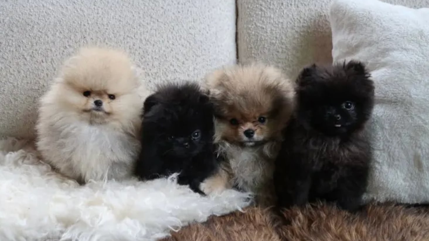 Cuatro mascotas fueron regaladas en la Navidad.