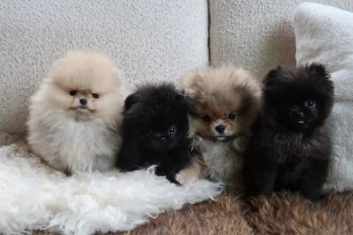 ¿Lomito al pie del árbol?