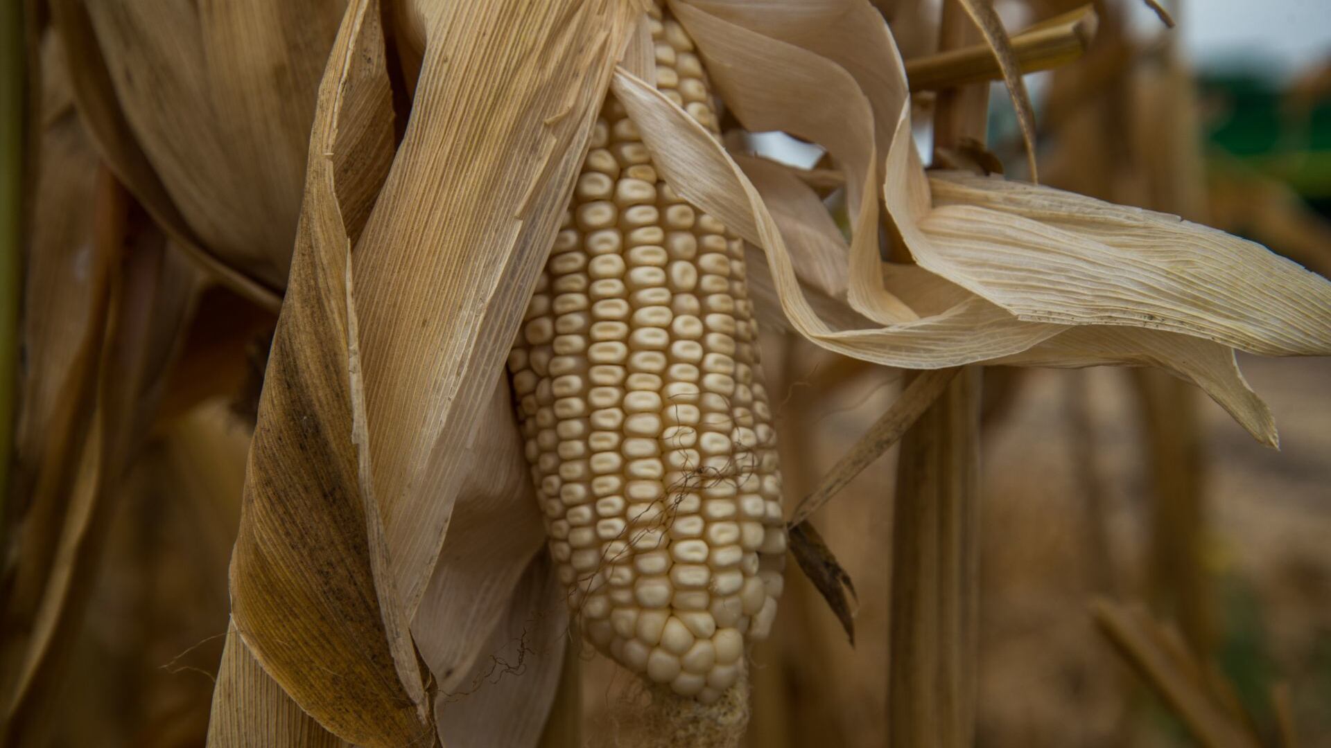 "Cosecha de maíz blanco de Sinaloa Otoño/Invierno 2020-2021: transición agroecológica y sin glisofato"