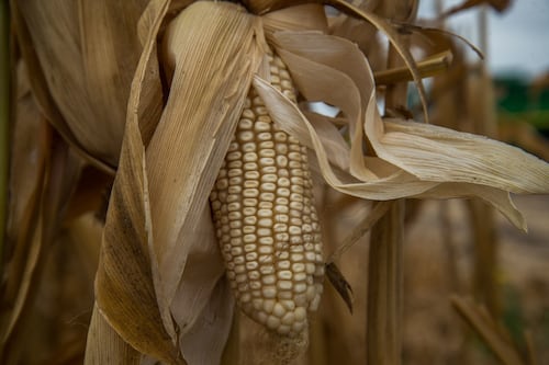 AMLO decreta aumento del 50% en aranceles de maíz blanco