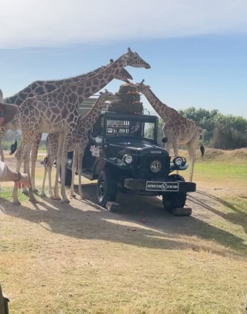 Hoy la jirafa Benito conoce a su nueva familia en Africam Safari