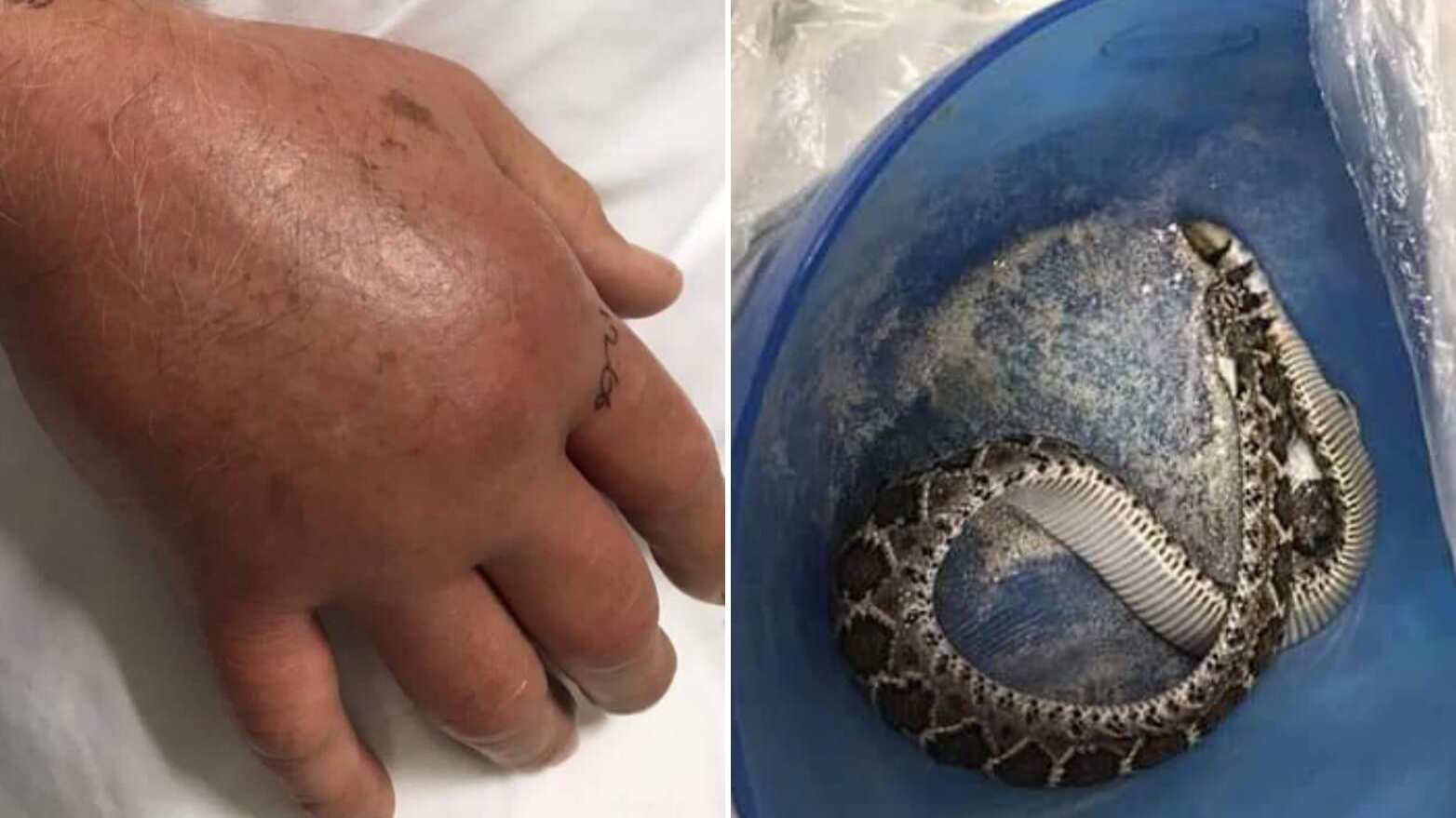 Además de la serpiente que se encontró dentro de la casa, había otra en la calle.