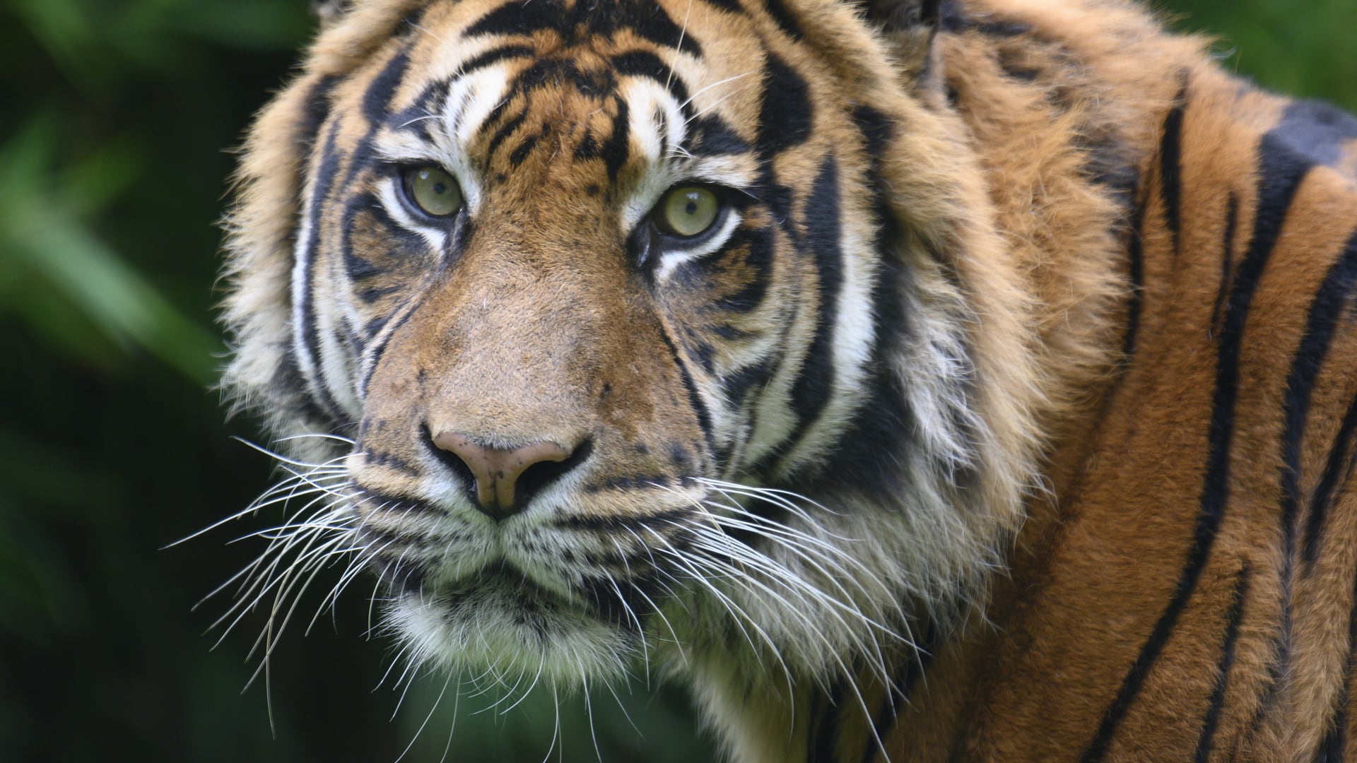 Tigre Apaseo el Grande