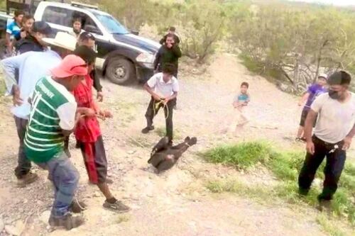 Policías ríen al ver como pobladores torturan hasta matar a cría de oso en Coahuila