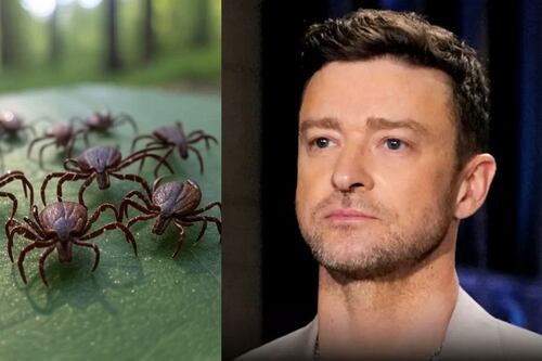 La garrapata detrás de la terrible enfermedad de Justin Timberlake