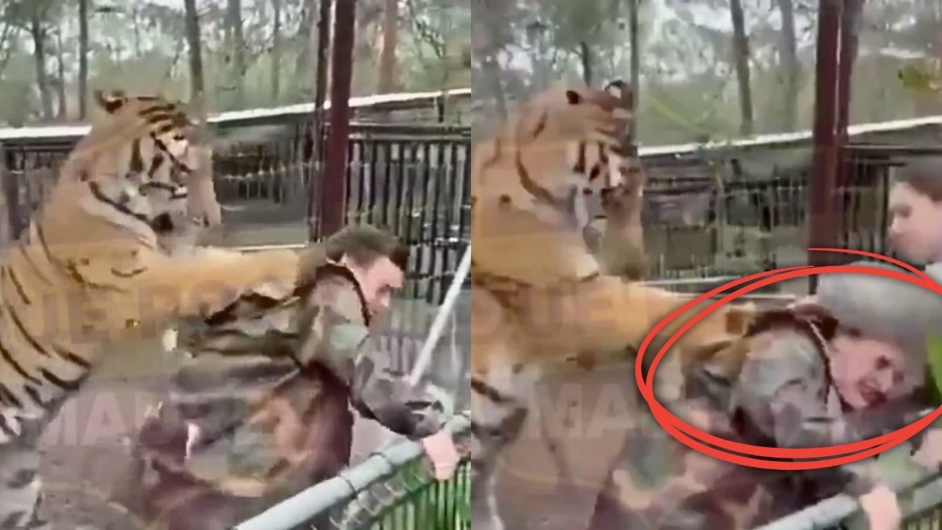 Tigre ataca a su veterinaria