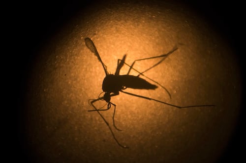 ¿Adiós al dengue? Nueva vacuna podría terminar con aumento de casos en México