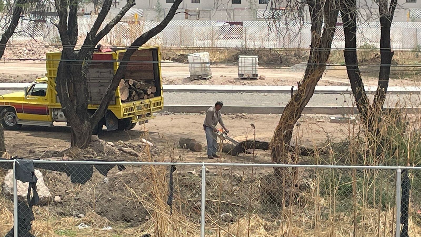 Más de 50 árboles de mezquite han sido talados en Héroes de León, desatando denuncias ciudadanas por daño ambiental y falta de respuesta de las autoridades.