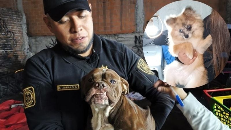 Perros abandonado en casa de la San Rafael son rescatados por la policía
