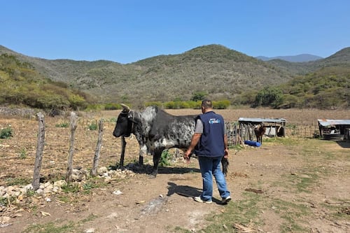 Se extiende rápido gusano barrenador en Querétaro; van 40 casos