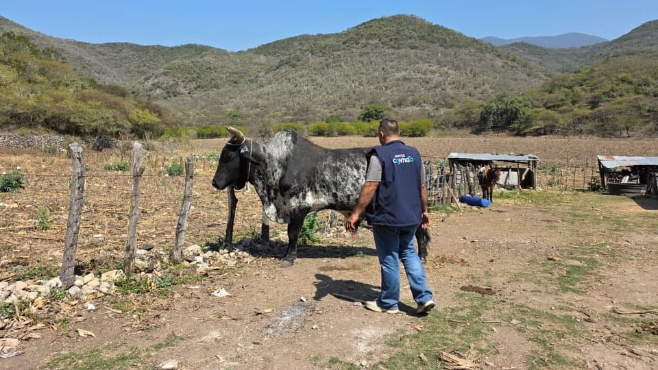 Suben a 40 casos de gusano barrenador en Querétaro