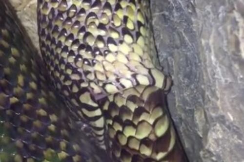 Video de una serpiente tragándose a sí misma se hace viral