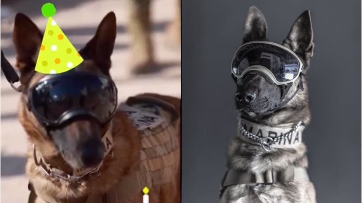 El lomito rescatista celebra su cumpleaños. (Especial)