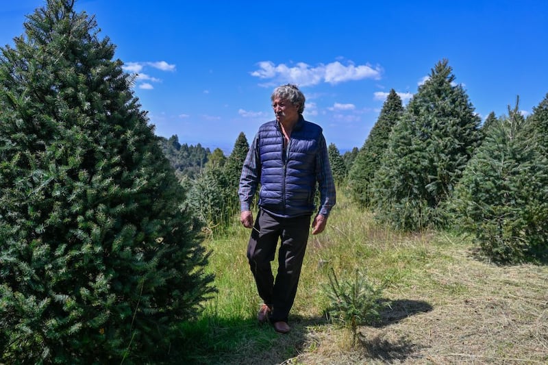 Árboles de Navidad.