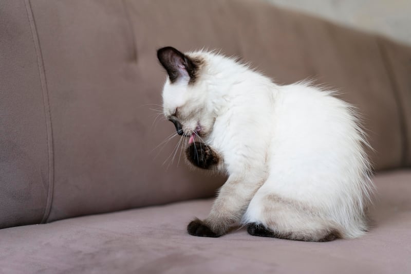 Cómo eliminar para siempre el olor a orina de gato de tu hogar