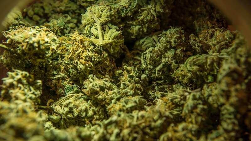 Cofepris fue obligada por el Segundo Juzgado de Distrito a autorizar la comercialización de la cannabis en México