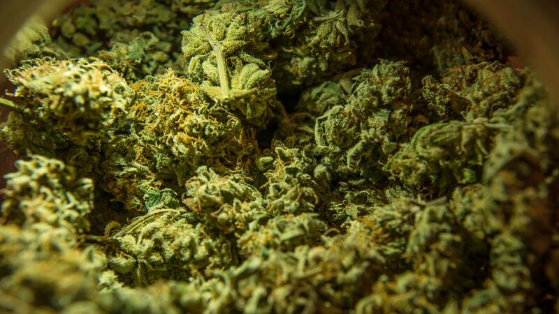 Cofepris fue obligada por el Segundo Juzgado de Distrito a autorizar la comercialización de la cannabis en México