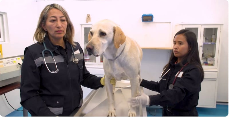 Primer caso de gusano barrenador en perro CDMX