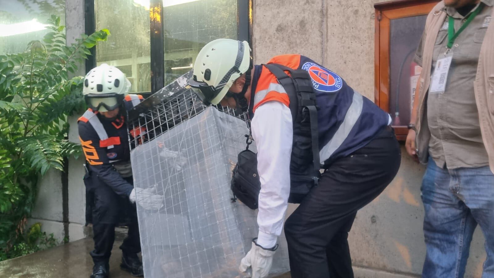 Salvaguardan a zorro que deambulaba en taller del Metro de CDMX
