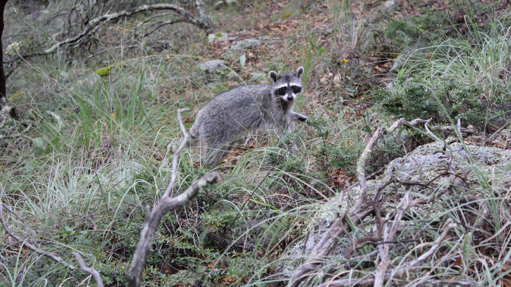Se realizó en la Sierra de Lobos.