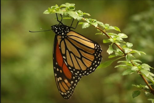 Monarca repunta en México, pero la tala forestal y la falta de control ponen en riesgo su futuro