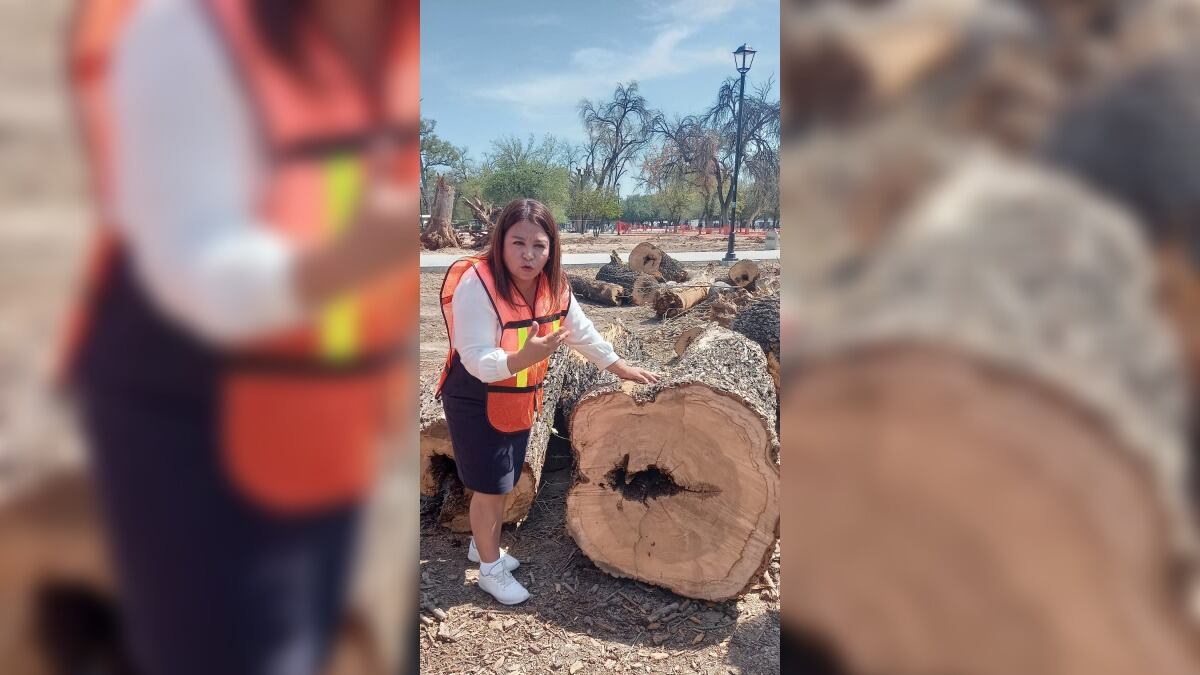 Brenda Sánchez demostró que los árboles están huecos y secos.