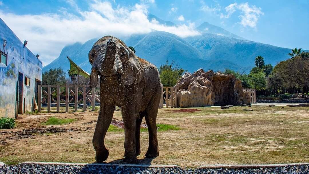 El Colectivo La Pastora se queda ha seguido muy de cerca el tema del traslado de las especies.