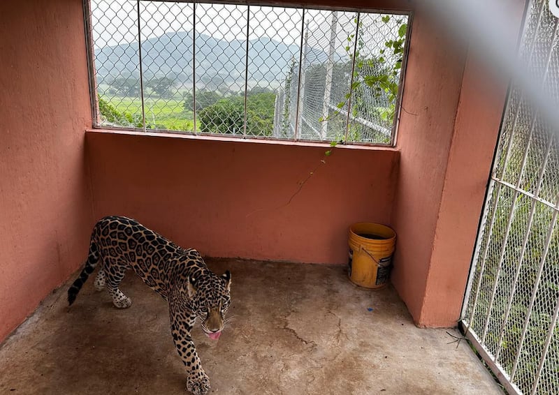 jaguar
