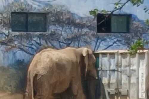 Profepa ahora investigará caso de Monty, el elefante en La Pastora