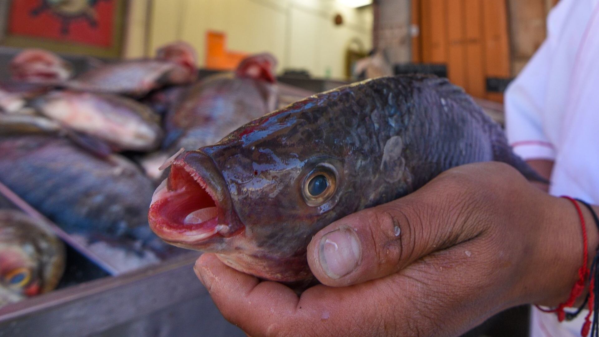 Mujer pierde extremidades por comer pescado con bacteria come carne