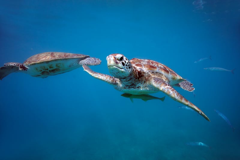 Cinco vuelos semanales conectan LATAM con este destino vía Copa Airlines este verano