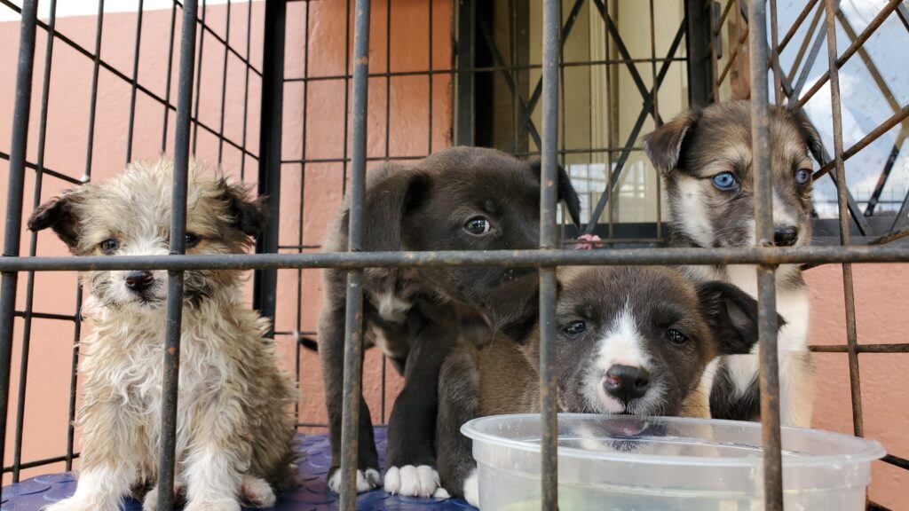 Alcaldías deberán crear unidades administrativas y destinar parte de su presupuesto para asuntos relacionados con dicha disposición.