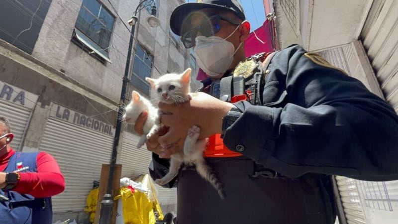 Rescatan a gatos de incendio