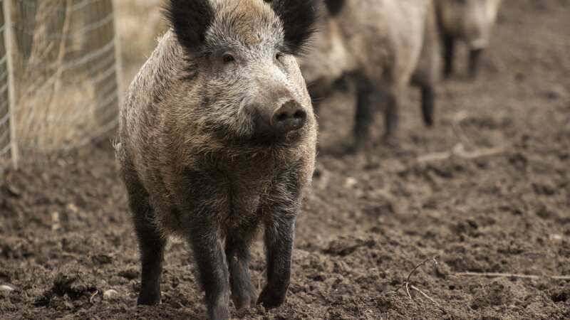 Impacto climático Jabalíes