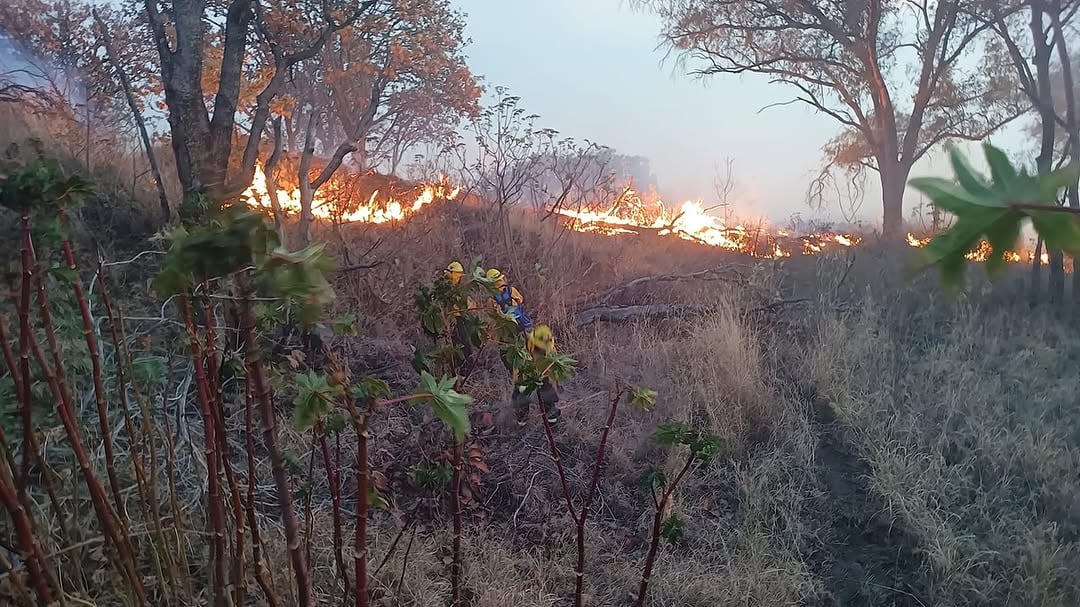 Elementos de la Unidad Estatal de Protección Civil, en coordinación con brigadas del OPD ya trabajan para sofocar el incendio en el Bosque de la Primavera. INSTAGRAM/ pcybomberosgdl